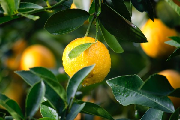 Limon Nane Salatalık Detoksu Ne İşe Yarar?