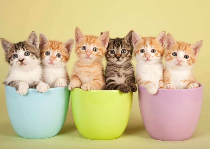 Havalı Kedi İsimleri, Erkek Kedi İsimleri, Dişi Kedi İsimleri 2023!
