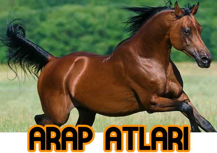 Arap Atları