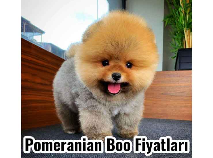 Pomeranian Boo Fiyatları 2022 En İyisi Hangisi?