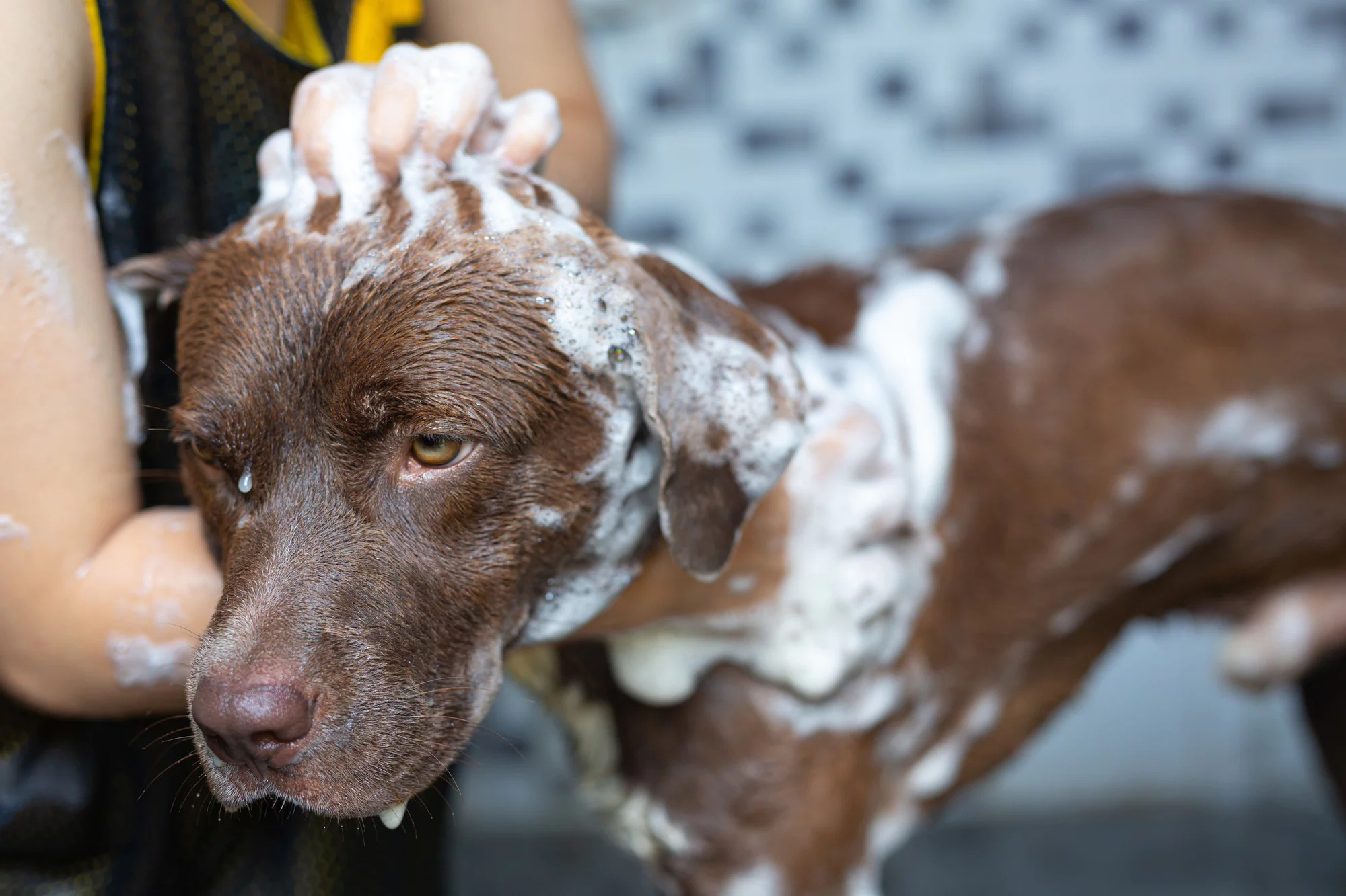 Köpek Normal Şampuanla Yıkanır Mı?