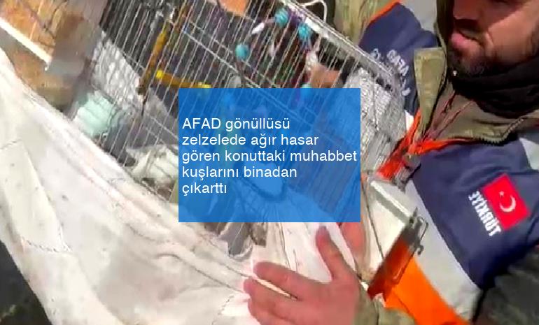 AFAD gönüllüsü zelzelede ağır hasar gören konuttaki muhabbet kuşlarını binadan çıkarttı