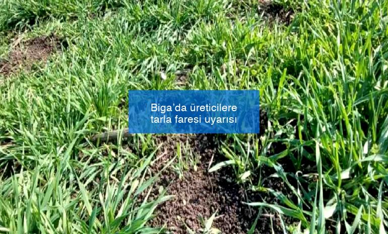 Biga’da üreticilere tarla faresi uyarısı