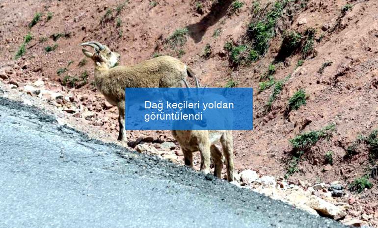 Dağ keçileri yoldan görüntülendi