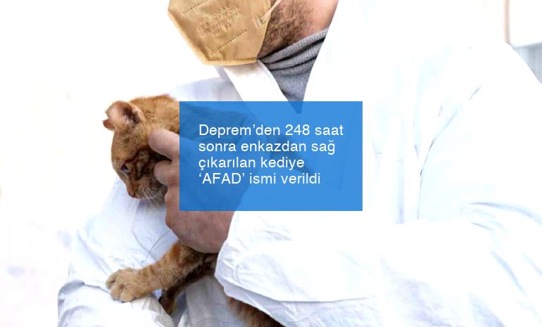Deprem’den 248 saat sonra enkazdan sağ çıkarılan kediye ‘AFAD’ ismi verildi
