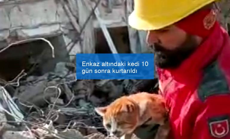 Enkaz altındaki kedi 10 gün sonra kurtarıldı