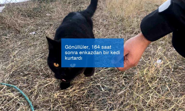 Gönüllüler, 164 saat sonra enkazdan bir kedi kurtardı