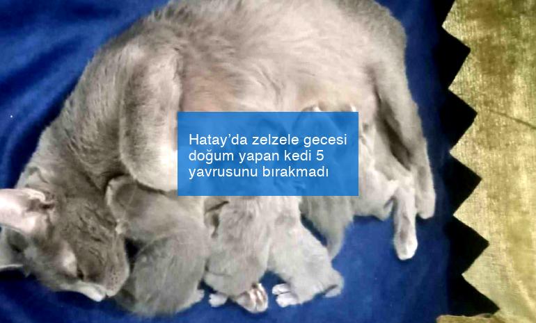 Hatay’da zelzele gecesi doğum yapan kedi 5 yavrusunu bırakmadı