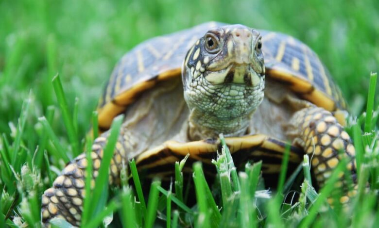 Kaplumbağa kaç yıl yaşar?