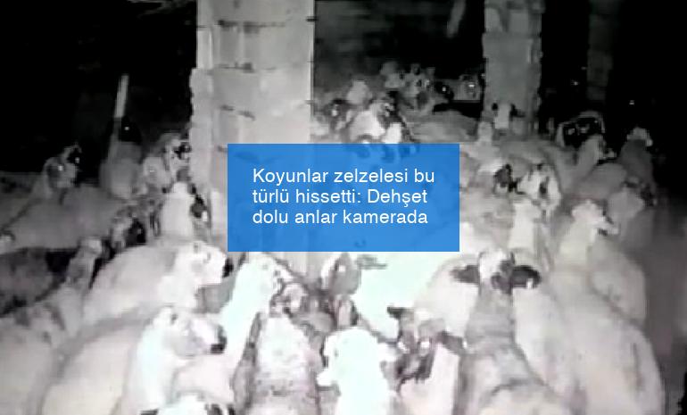 Koyunlar zelzelesi bu türlü hissetti: Dehşet dolu anlar kamerada