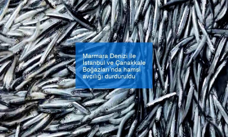 Marmara Denizi ile İstanbul ve Çanakkale Boğazları’nda hamsi avcılığı durduruldu