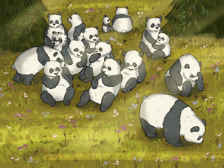 5 Saniye İçerisinde Pandalar İçinde Yer Alan Rakunu Bulun!
