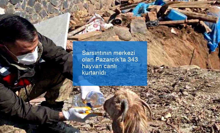 Sarsıntının merkezi olan Pazarcık’ta 343 hayvan canlı kurtarıldı