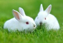 Tavşanlar Kaç Yıl Yaşar?