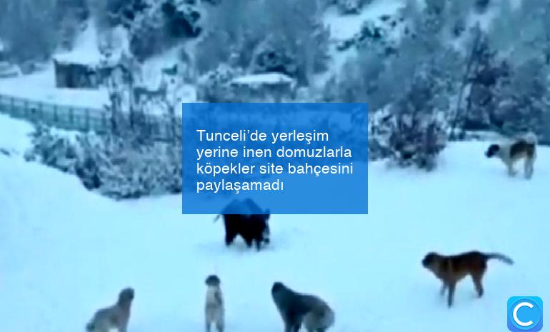 Tunceli’de yerleşim yerine inen domuzlarla köpekler site bahçesini paylaşamadı
