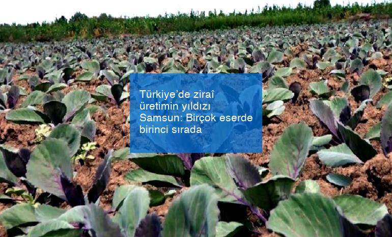 Türkiye’de ziraî üretimin yıldızı Samsun: Birçok eserde birinci sırada