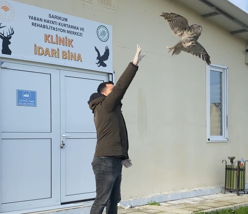 Yaralı halde bulunan baykuş, tedavisinin ardından doğaya salındı