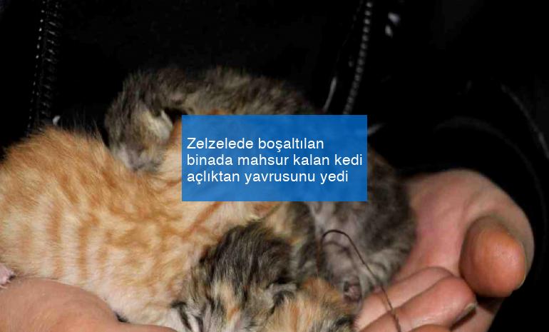 Zelzelede boşaltılan binada mahsur kalan kedi açlıktan yavrusunu yedi