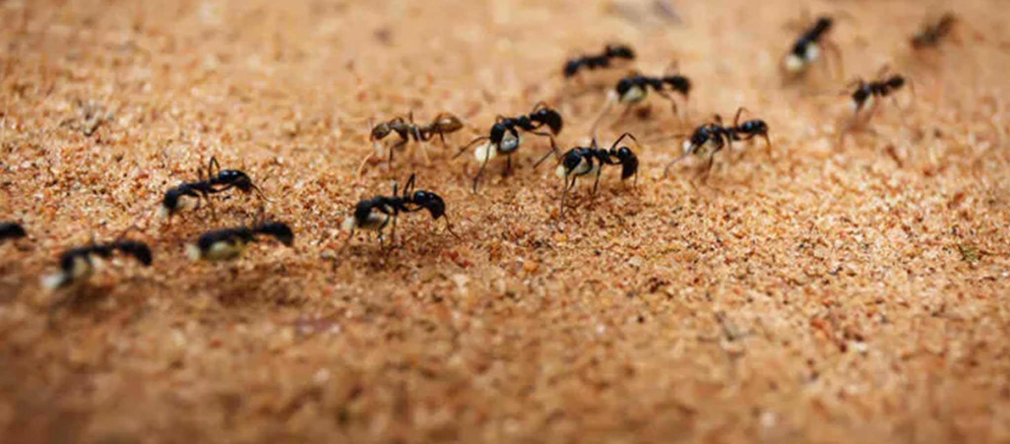 Dinen Evde Karınca Olması Ne Anlama Gelir?