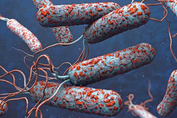 Kolera Hastalığı Nedir? Belirtileri Nelerdir? Tedavisi Nasıl Yapılmaktadır?