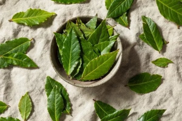 Defne yaprağı çayı nasıl yapılır? Defne yaprağının faydaları neler?