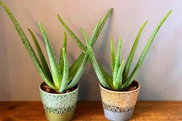 Aloe vera bitkisi evde nasıl yetiştirilir? Aloe Vera nasıl çoğaltılır?
