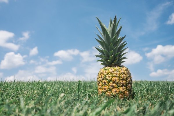 Ananas Yetiştiriciliği Nedir?
