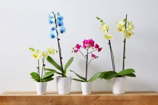 Evde orkide bakımı nasıl yapılır? Orkide dalı neden sararır?